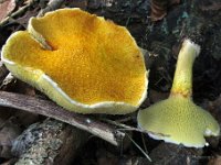 Suillus cavipes - Hulstokket slimrørhat  Thormølle, sept. 2010 : svampe