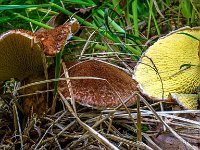 Suillus cavipes - Hulstokket slimrørhat