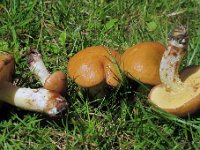 Suillus granulatus - Kornet slimrørhat