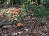 Suillus grevillei - Lærke-slimrørhat