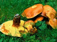 Suillus grevillei - Lærke-slimrørhat