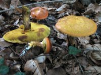 Suillus grevillei - Lærke-slimrørhat : svampe