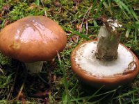 Suillus luteus - Brungul slimrørhat : svampe