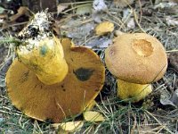 Suillus variegatus - Broget slimrørhat
