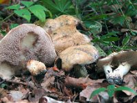 Suillus viscidus - Olivengrå slimrørhat