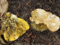 Cantherellus amethysteus - Ametyst-kantarel