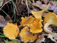 Cantharellus-cibarius - Alm.-kantarel