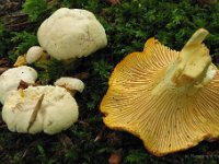 Cantharellus pallens - Bleg kantarel  Ballehage, aug. 2009 : Svampe