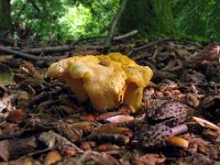 Cantharellus pallens - Bleg kantarel  Sæbygård Skov, juli 2009 : cantharellus, saeby, svampe