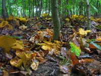 Cantharellus pallens - Bleg kantarel : svampe