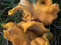 Cantharellus pallens - Bleg kantarel  Fløjstrup Skov, aug. 2016 : bleg kantarel