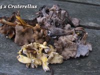 4 x craterellus : svampe