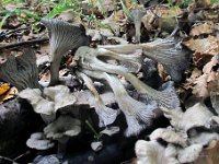 Craterellus cinereus  - Grå kantarel : svampe