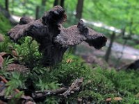 Craterellus cinereus  - Grå kantarel : cantharellus, svampe