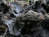 Craterellus cinereus  - Grå kantarel : cantharellus, svampe