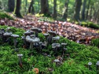 Craterellus cinereus  - Grå kantarel : Svampe, grå kantarel