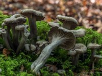 Craterellus cinereus  - Grå kantarel : Svampe, grå kantarel