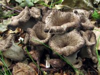 Craterellus cornucopioides - Tompetsvamp