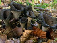 Craterellus cornucopioides - Tompetsvamp  [#Beginning of Shooting Data Section] Nikon COOLPIX995  Focal Length: 14.5mm  White Balance: Cloudy  Digital Zoom Ratio: 1.00  2006/08/30 11:27:36  Exposure Mode: Manual  AF Mode: AF-C  Saturation comp: 0  JPEG (8-bit) Fine  Metering Mode: Partial  Tone Comp.: Auto  Sharpening: High  Image Size: 2048 x 1536  1 sec - F/8.4  Flash Sync Mode: Not Attached  Noise Reduction: Off  Color  Exposure Comp.: 0 EV  Converter Lens: None  Sensitivity: ISO 100  [#End of Shooting Data Section] : cantharellus, svampe