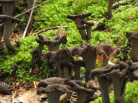 Craterellus cornucopioides - Tompetsvamp 
