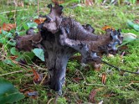 Craterellus cornucopioides - Tompetsvamp : svampe