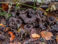 Craterellus cornucopioides - Tompetsvamp : svampe, trompetsvamp
