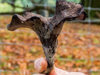 Craterellus cornucopioides - Tompetsvamp
