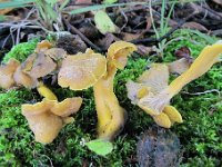 Craterellus melanoxeros - Sværtende kantarel : svampe
