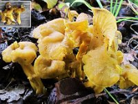 Craterellus melanoxeros - Sværtende kantarel : svampe