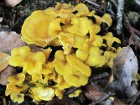 Craterellus melanoxeros - Sværtende kantarel : svampe