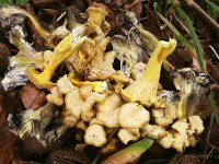 Craterellus melanoxeros - Sværtende kantarel 