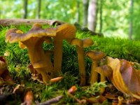 Craterellus tubaeformis - tragt-kantarel