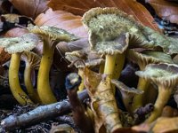 Craterellus tubaeformis - tragt-kantarel : svampe, tragt-kantarel