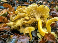 Craterellus tubaeformis - tragt-kantarel : Svampe, tragtkantarel
