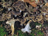 Craterellus undulatus - Liden kantarel