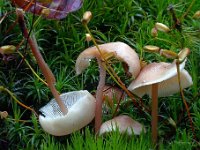 Gymnopus acervatus  - Tue-fladhat