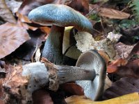 Rhodocollybia filamentos - fibret fladhat