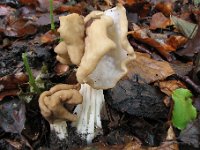 Helvella crispa - kruset foldhat