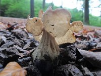 Helvella crispa - kruset foldhat : svampe