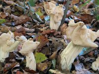 Helvella crispa - kruset foldhat