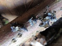 Hohenbuehelia unguicularis - Hovformet filthat