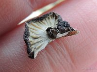 Hohenbuehelia unguicularis - Hovformet filthat