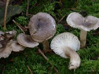 Hygropgorus - Sneglehat