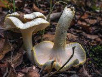 Hygrophorus chrysodon  gulfnugget sneglehat 