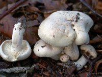 Hygrophorus penarius - spiselig sneglehat 