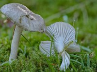 Hygrophorus pustulatus - mørkprikket sneglehat