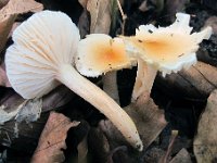Hygrophorus unicolor  - Orangeøjet sneglehat : svampe