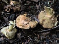 Inocybe - Trævlhat