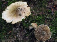 Inocybe cookei - strågul trævlhat 