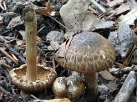 Inocybe corydalina - grønpuklet trævlhat